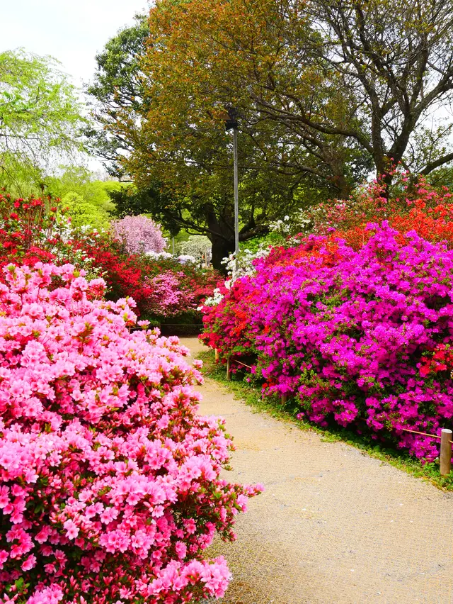 あしかがフラワーパーク