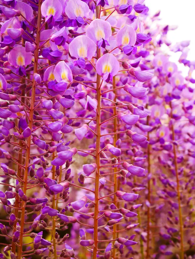 あしかがフラワーパーク