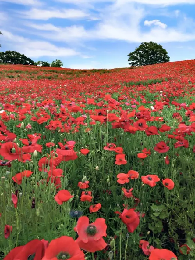 天空のポピー