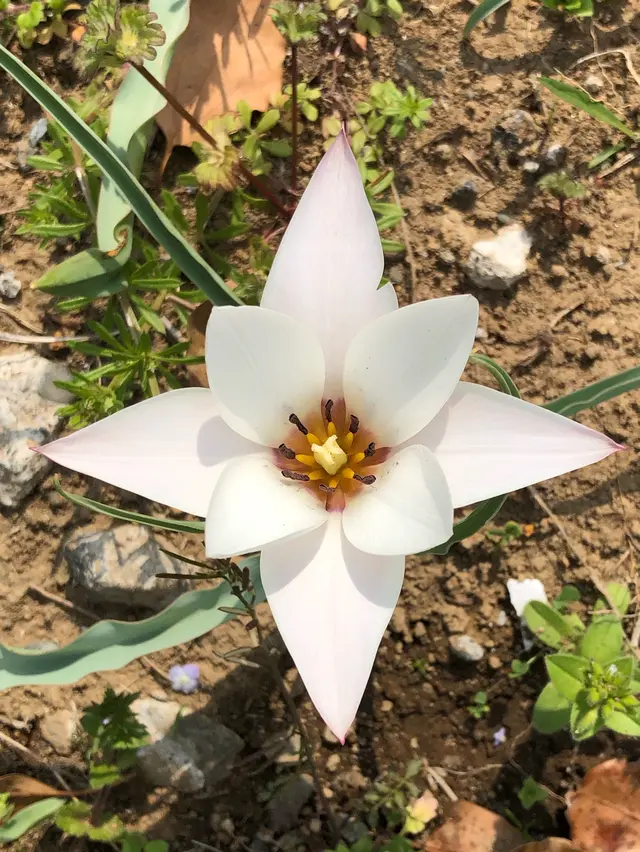 都立シンボルプロムナード公園　