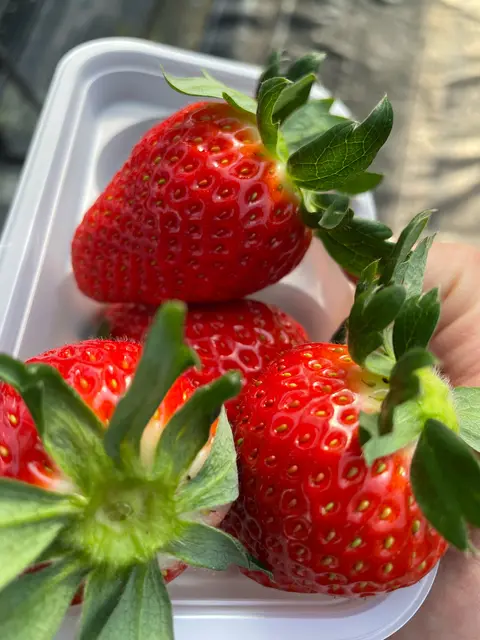 いちご家のむのむ