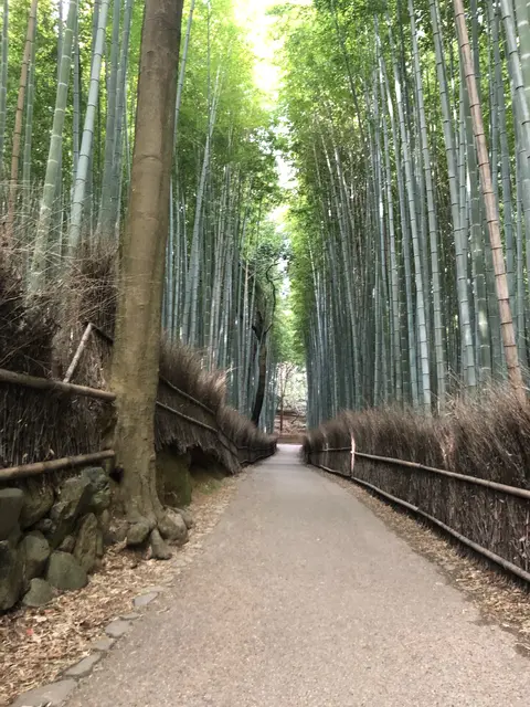 嵐山 竹林の小径