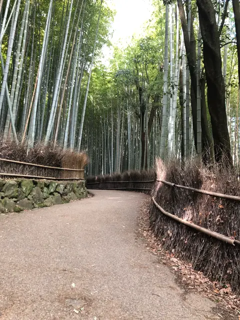 嵐山 竹林の小径