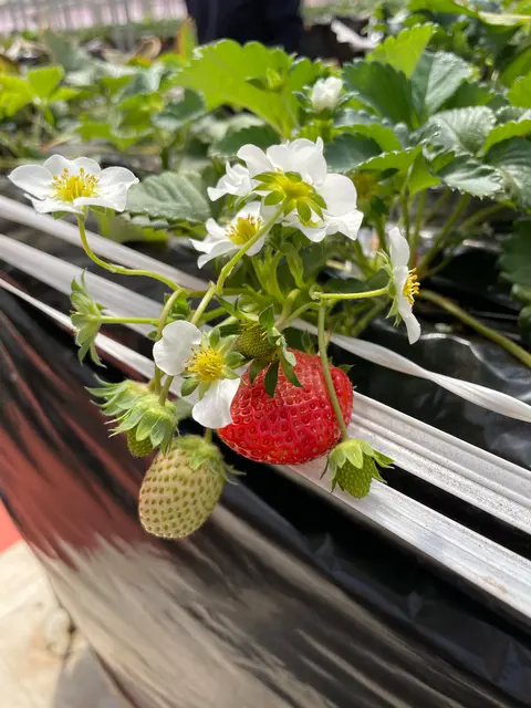 Strawberry Port Ichigonomi