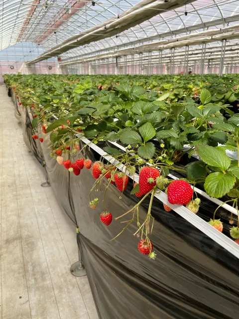 Strawberry Port Ichigonomi