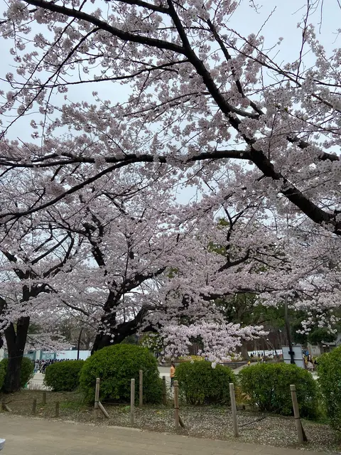 上野恩賜公園（上野公園）