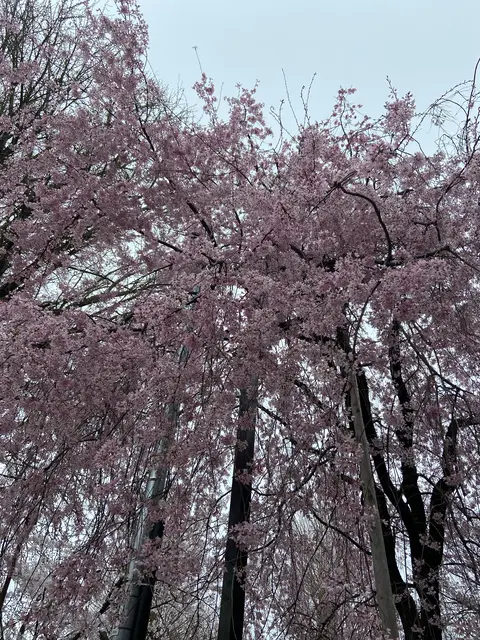 上野恩賜公園（上野公園）