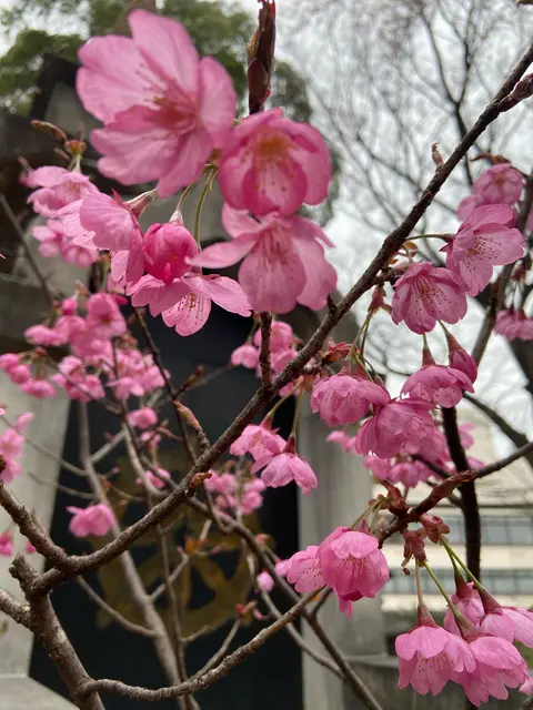 上野恩賜公園（上野公園）