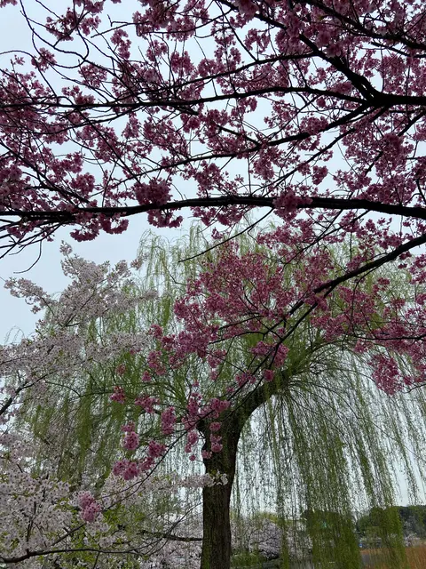 上野恩賜公園（上野公園）