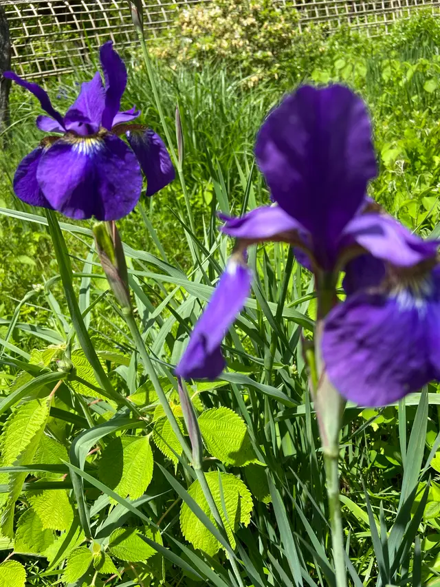 志”満ん草餅（じまんくさもち）