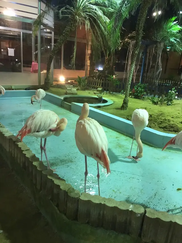 シーフードレストラン メヒコ守谷フラミンゴ館／洋食 誕生日 記念日 子連れ ランチ