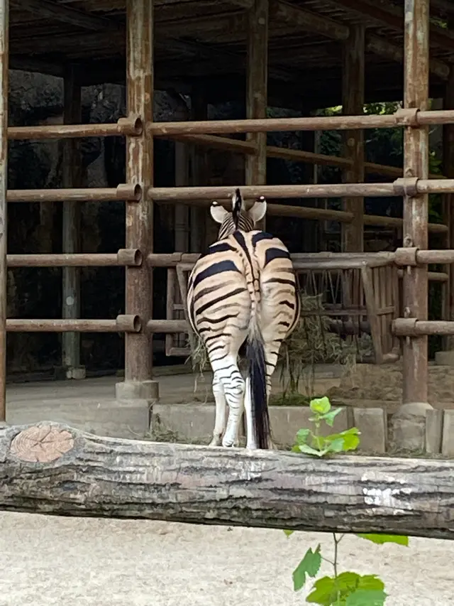 東山動物園