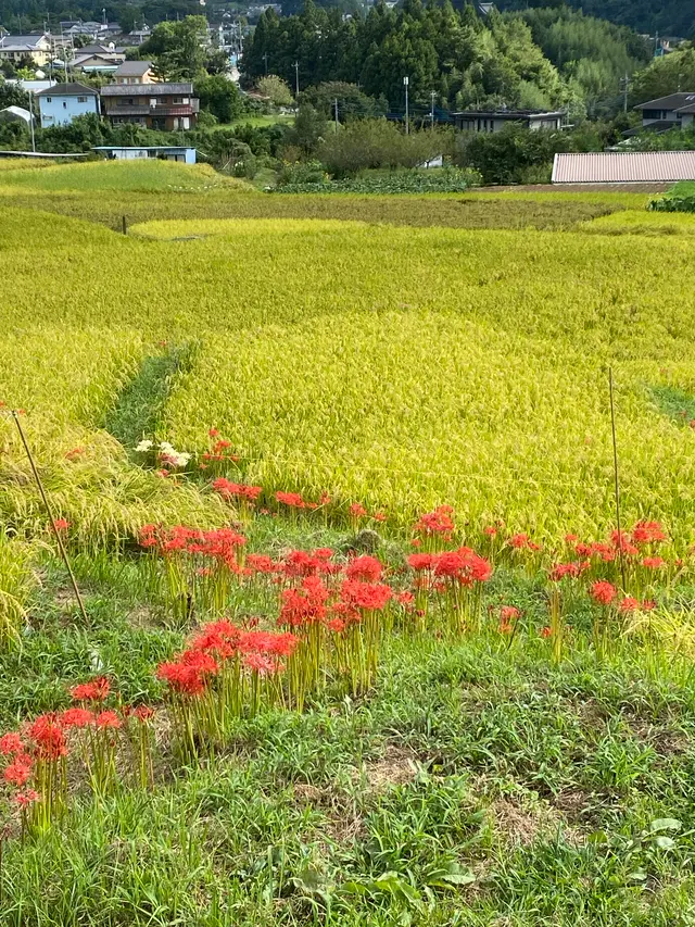 横瀬町の寺坂棚田