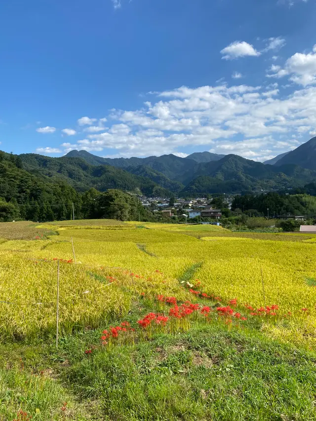 横瀬町の寺坂棚田