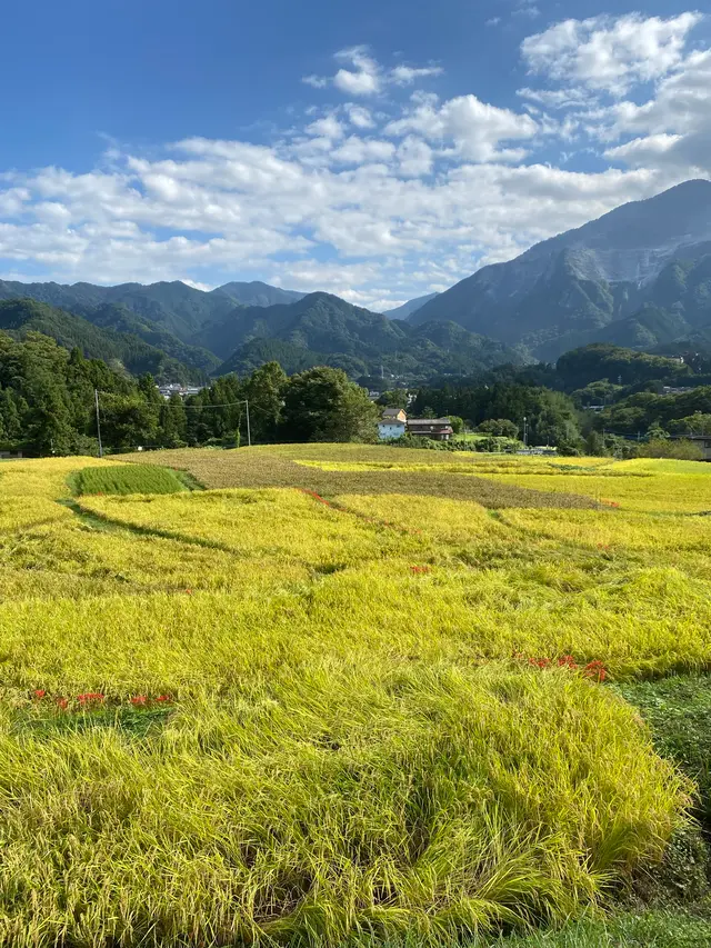 横瀬町の寺坂棚田