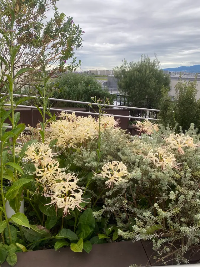 大阪国際空港（伊丹空港）