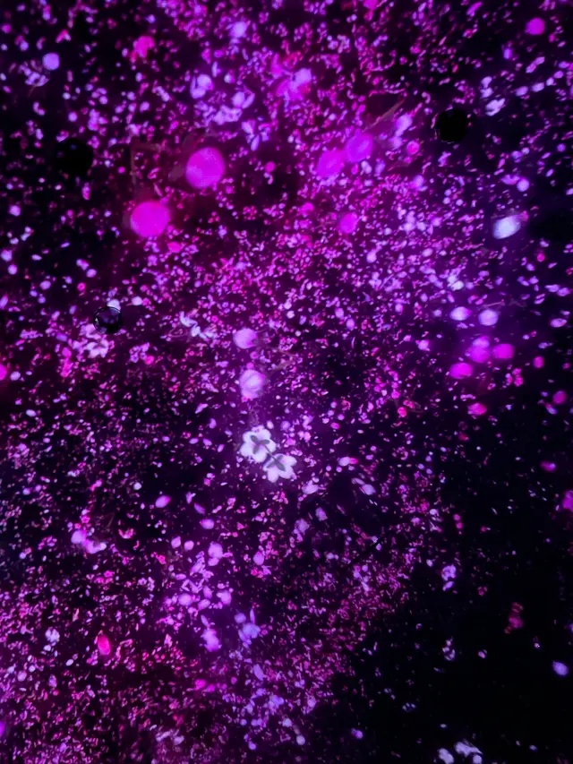 チームラボプラネッツ TOKYO (teamLab Planets TOKYO) DMM
