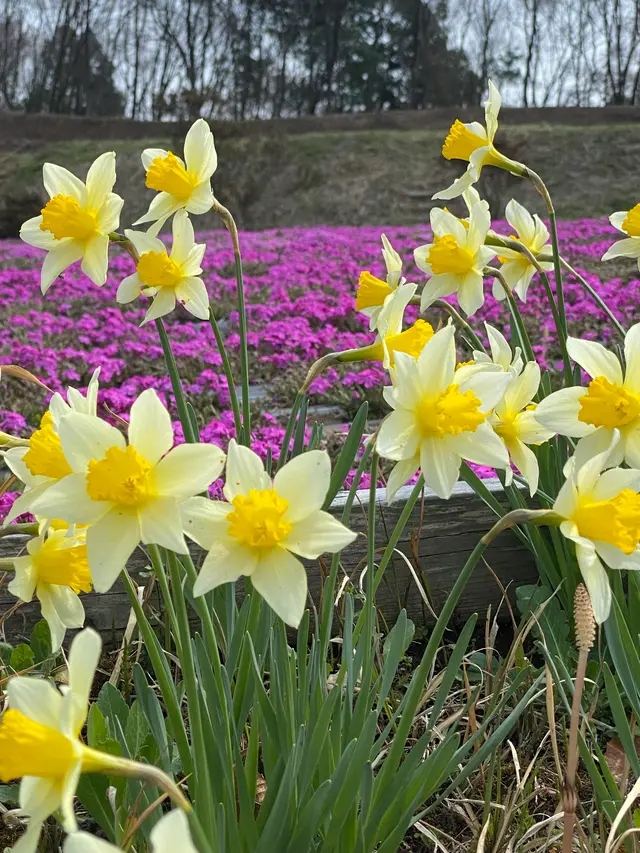 市貝町芝ざくら公園
