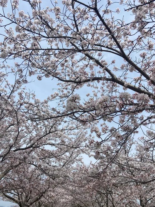 おの桜づつみ回廊