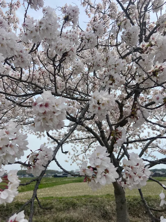 おの桜づつみ回廊