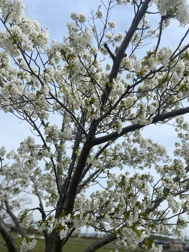おの桜づつみ回廊