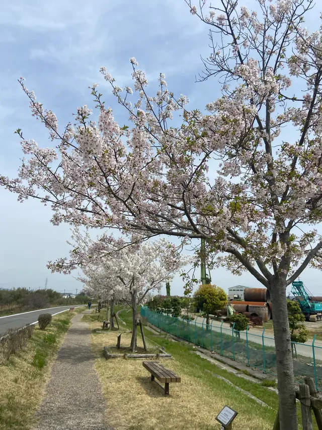 おの桜づつみ回廊