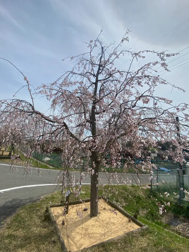 おの桜づつみ回廊