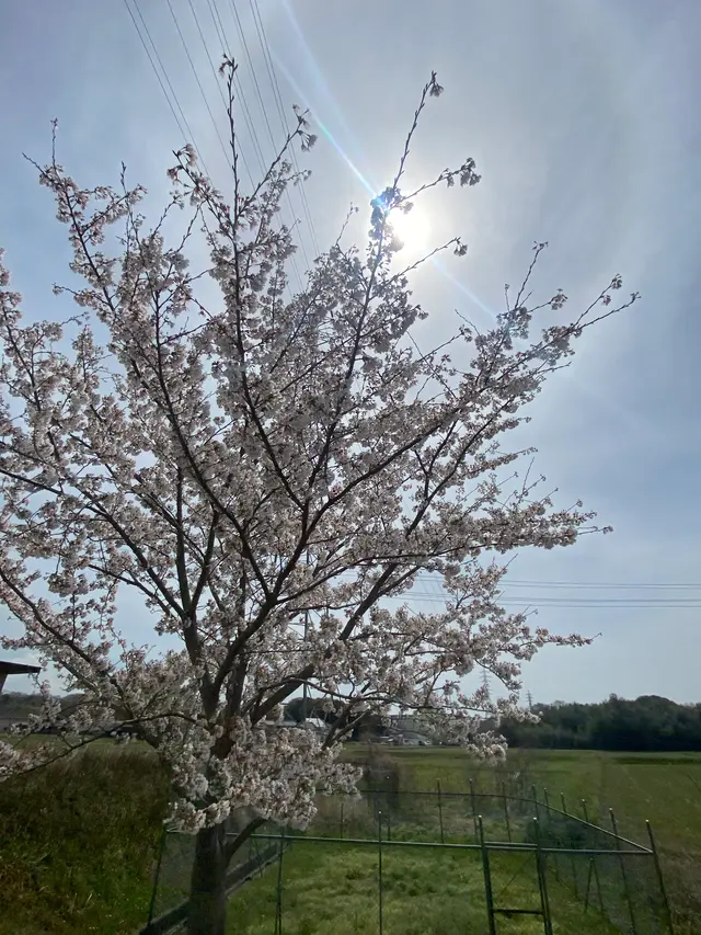 おの桜づつみ回廊