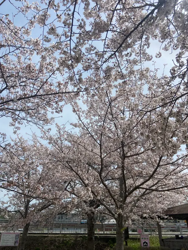 おの桜づつみ回廊