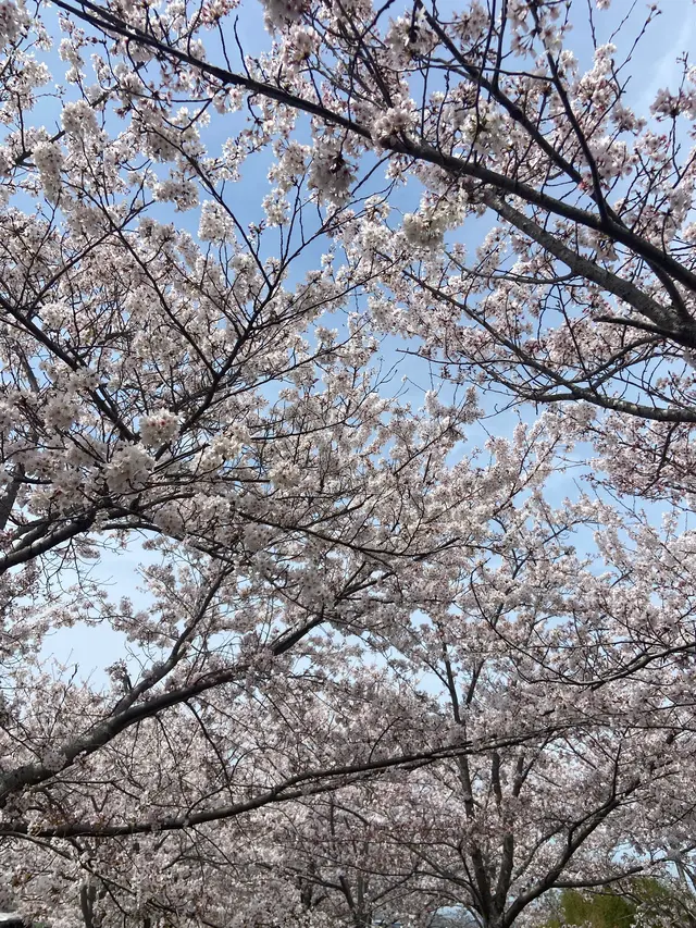 おの桜づつみ回廊