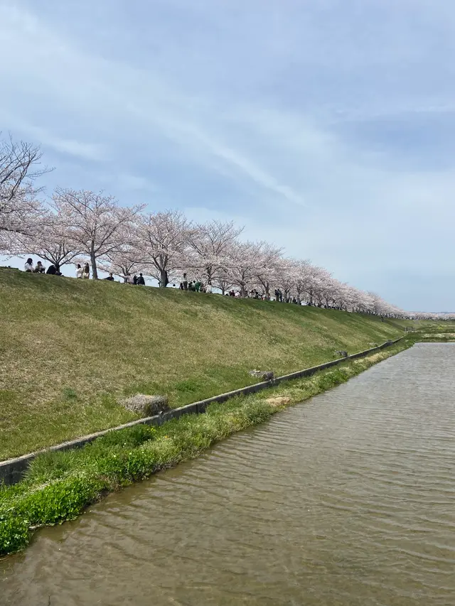 おの桜づつみ回廊