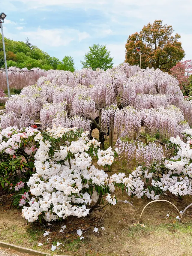 あしかがフラワーパーク