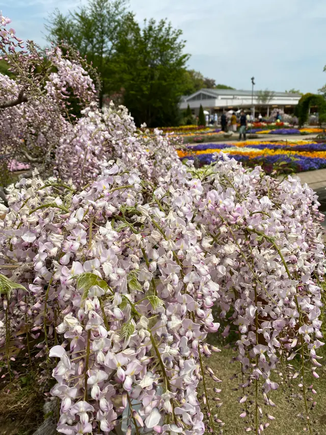 あしかがフラワーパーク