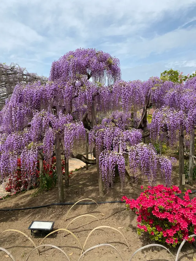 あしかがフラワーパーク