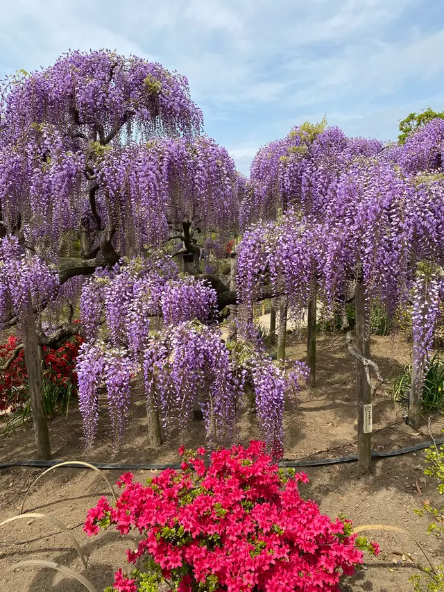 あしかがフラワーパーク