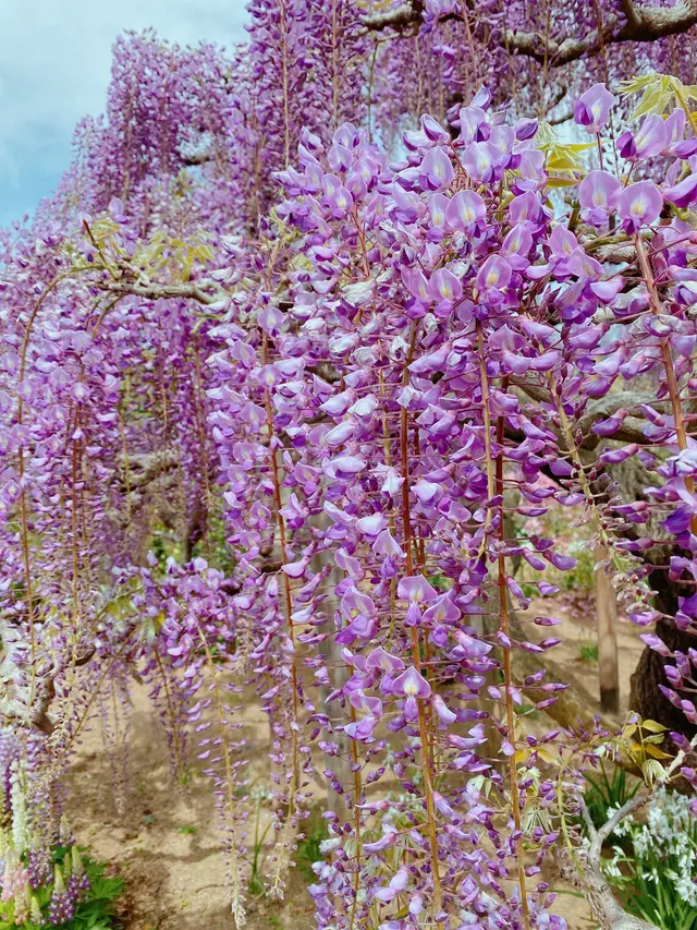 あしかがフラワーパーク