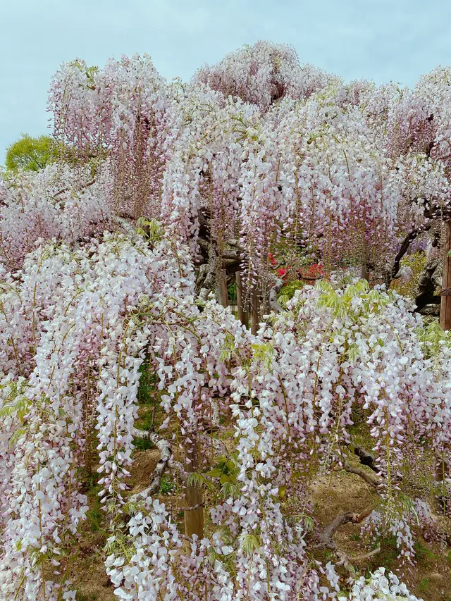 あしかがフラワーパーク