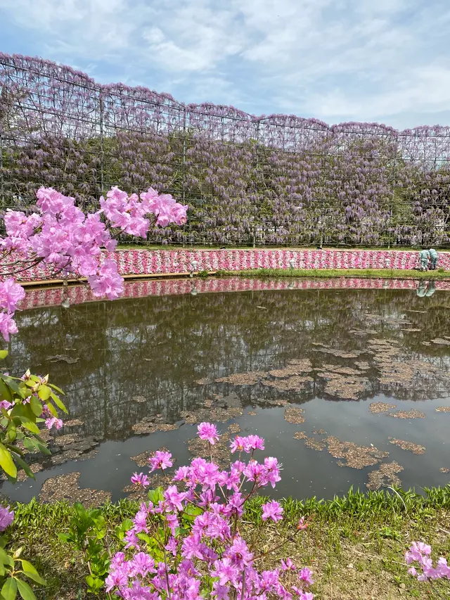 あしかがフラワーパーク