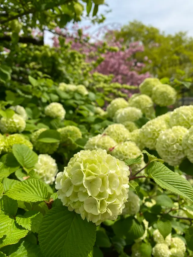 あしかがフラワーパーク