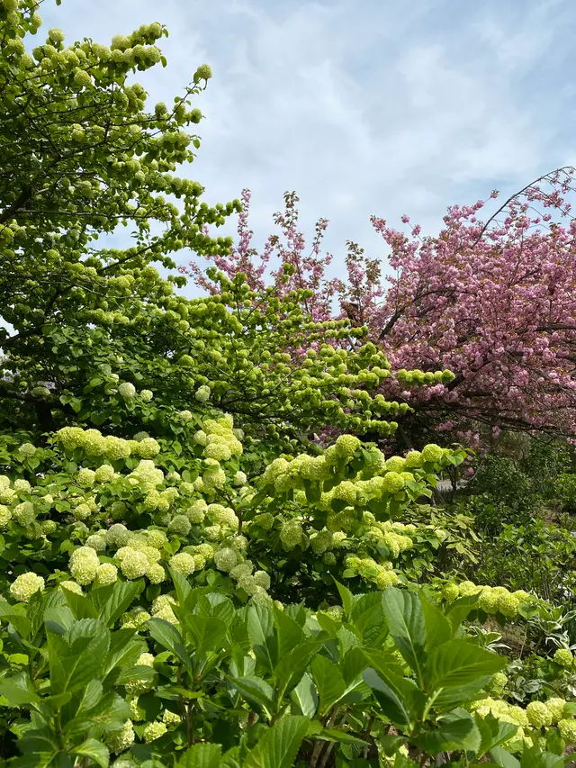 あしかがフラワーパーク