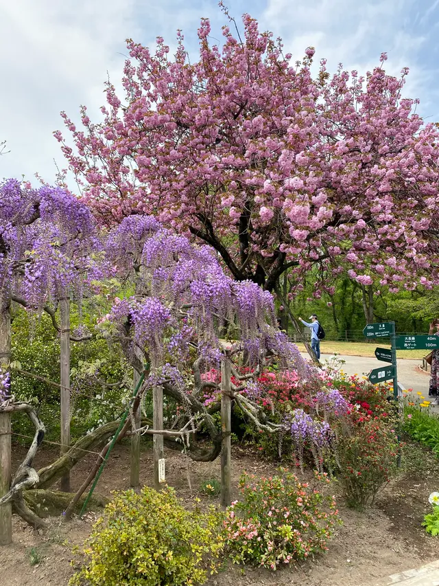 あしかがフラワーパーク