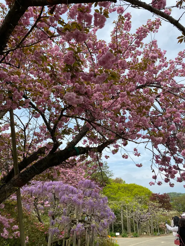 あしかがフラワーパーク