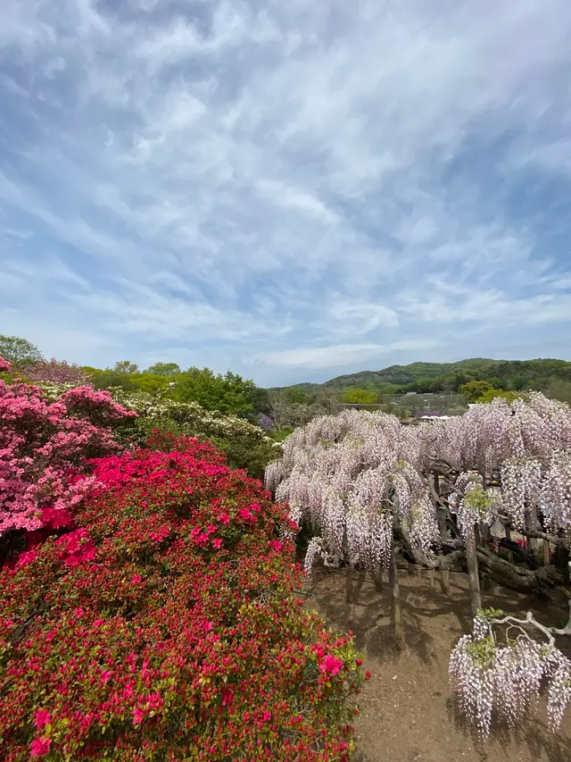 あしかがフラワーパーク