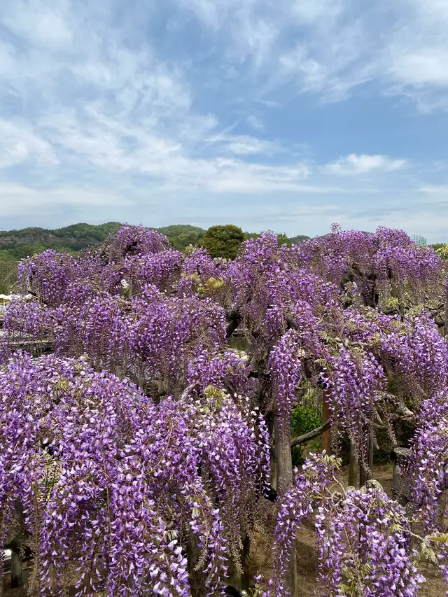 あしかがフラワーパーク