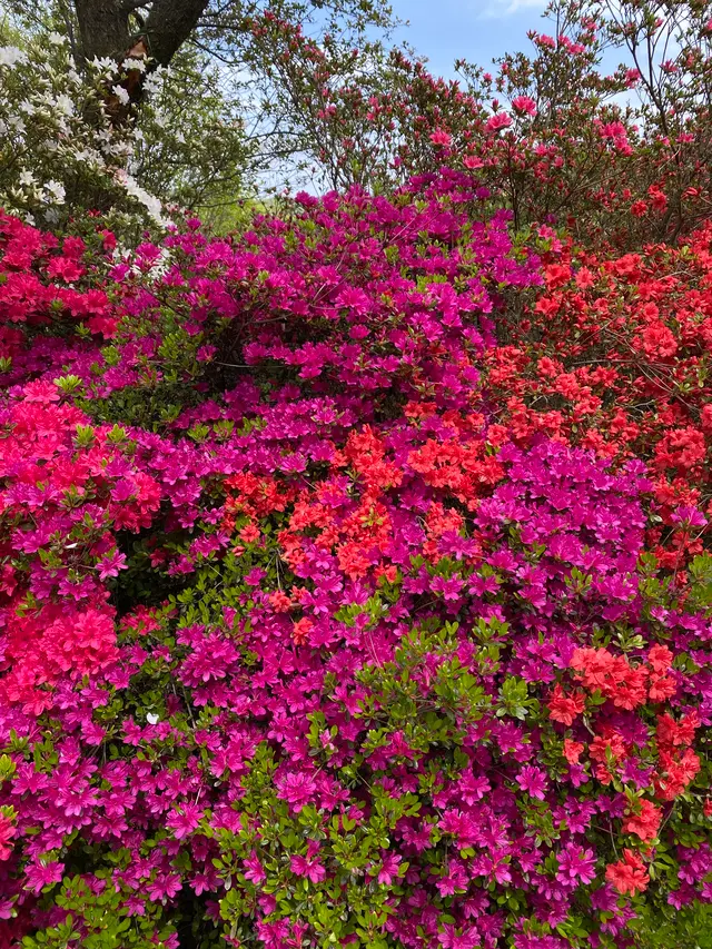 あしかがフラワーパーク