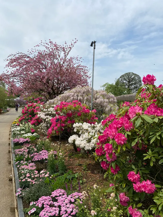 あしかがフラワーパーク