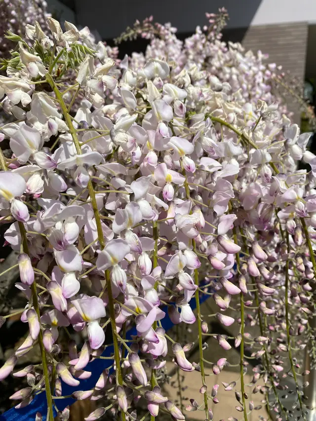 あしかがフラワーパーク