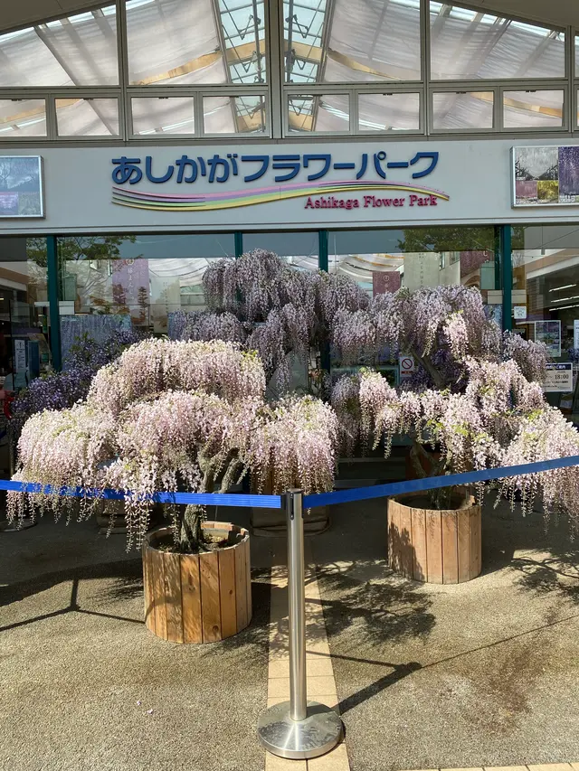 あしかがフラワーパーク