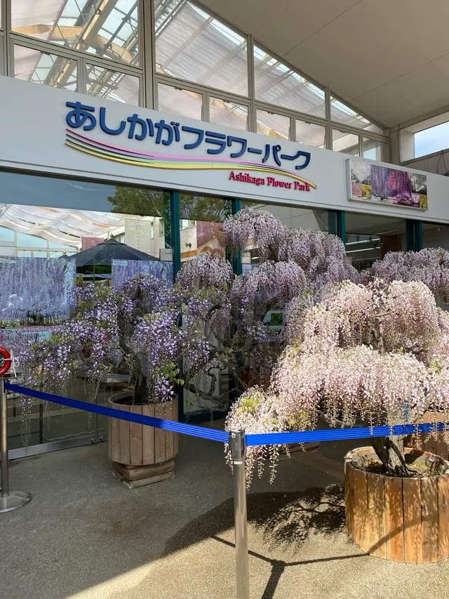 あしかがフラワーパーク