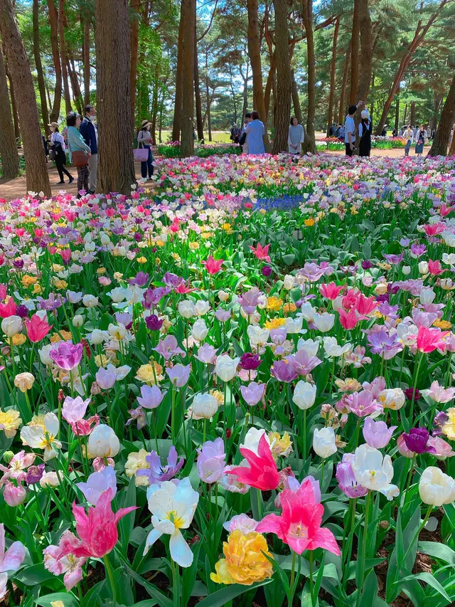 国営ひたち海浜公園